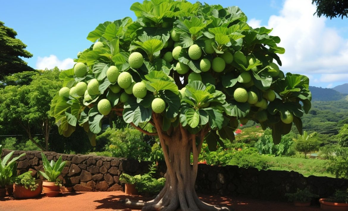 arbre à pain