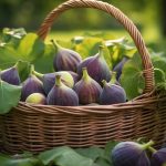figues